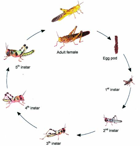 Locust Life Cycle Locust Life Cycle